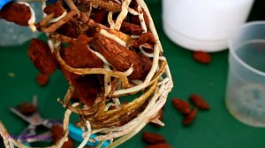 Crossing Orchids off the wishlist! - Repotting Vanda tricolor