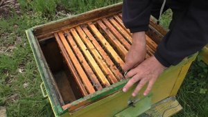 Использую маточник чужой пчелосемьи для замены старой матки.