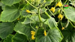 Обязательно дайте в августе ОГУРЦАМ и они сразу обильно заплодоносят и дадут огромный урожай!