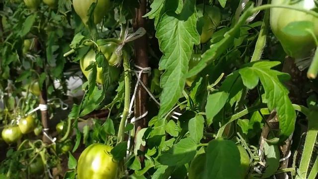 Очень вкусный томат Фиделио! Новинка от Сибирского сада.