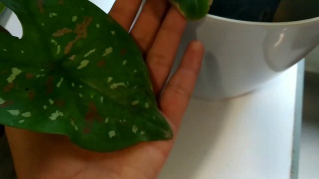 Plant care #9 | How to care Calathea zebrina for a better growth on them? | biosphereflora | смотреть онлайн