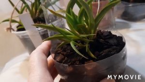 #tolumnia#толумнии как развиваются и что любят....