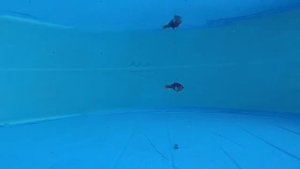 Дроп-шот воблер The DropUp от Gandy Lures в действии...