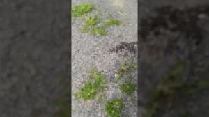 Проверка ДАД, датчика абсолютного давления.7 июня 2017 г.