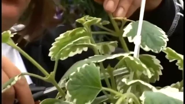 Ампельные растения для дачи и дома