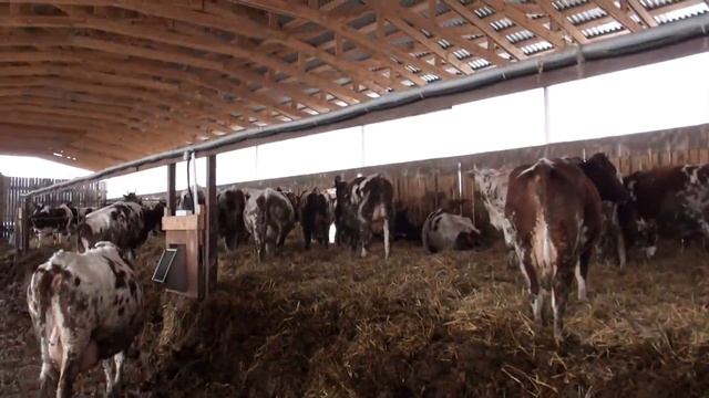 Обучение электро-изгороди и чистка навоза смотреть онлайн