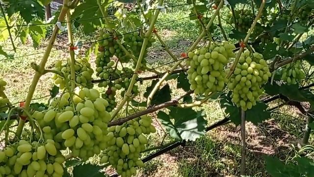 @Виноград Бананас Виноградник Гергеля, Полтава 2022 смотреть онлайн