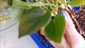 Как отделить деток от куста антуриума? Способы отделения, омоложения и пересадка.