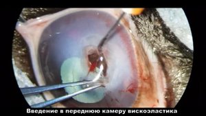Пересадка донорской роговицы при сквозной язве роговицы у собаки
