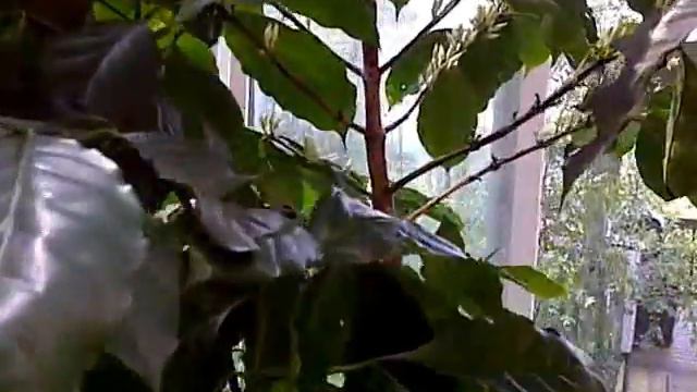 Coffee Tree Flowers смотреть онлайн