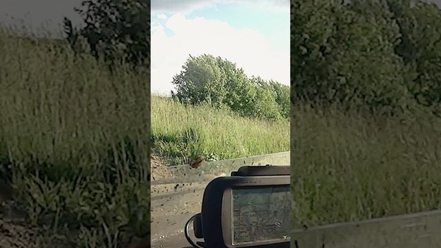 A grasshopper on a snail - Переход кузнечика через улитку