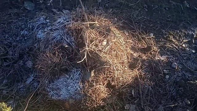 Защищаем растения от мороза, если нет снега. смотреть онлайн