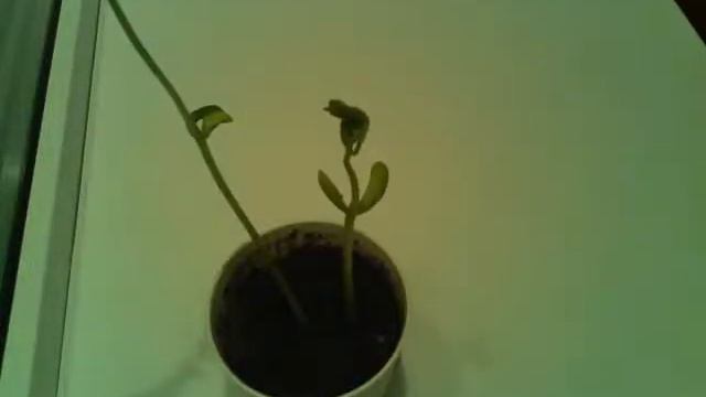 Вот и выросла фасоль смотреть онлайн