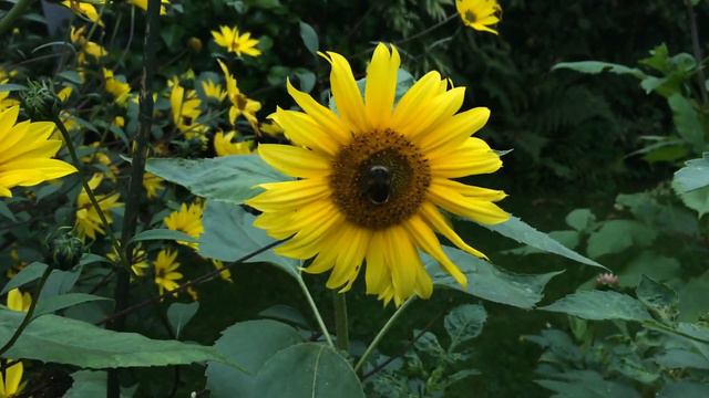 Dahlia Fashion Monger and more + Roses + Sunflowers + Quick Garden Update смотреть онлайн