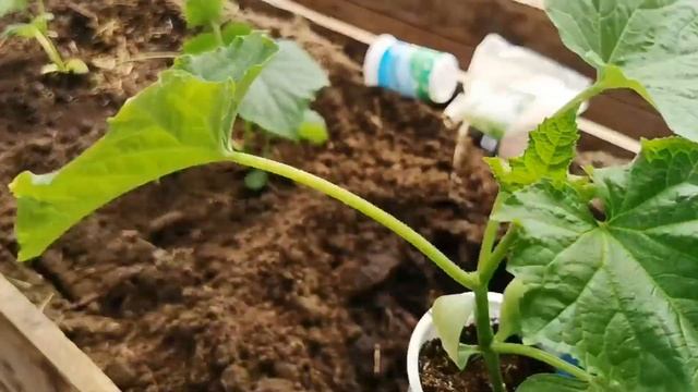 Высаживаю рассаду огурцов в теплицу. смотреть онлайн