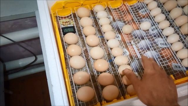 Инкубация 2023. Хранение яиц больше 30 дней. Инкубируем яйца Бентамок вместе с Деревенскими. Теплуш