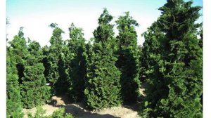 Кипарисовик туполистный (Chamaecyparis obtusa)