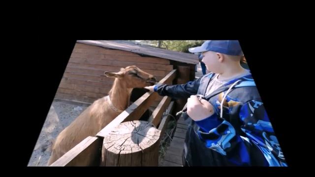 День защиты животных смотреть онлайн