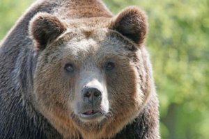 Самые захватывающие истории про медведей, которые были опубликованы за год. Аудио рассказы.