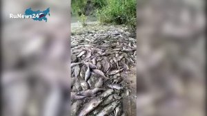 На Сахалине браконьеры выпотрошили как минимум 100 тонн горбуши