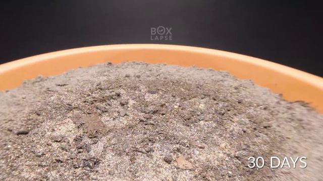 Growing a DATE PALM TREE Time-lapse смотреть онлайн