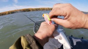 Ловля судака на водохранилище. Судак и щука на спиннинг. Ловля судака осенью. Рыбалка на ОВХ.