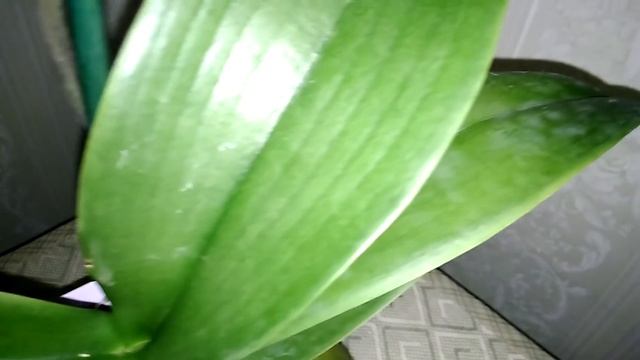 ОРХИДЕЯ из Леруа Мерлен - фаленопсис ПОПУГАЙ (Papagayo). смотреть онлайн