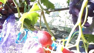 Виноград РОШФОР