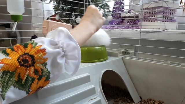 КРОЛИК: СОДЕРЖАНИЕ И УХОД, ПЛЮСЫ И МИНУСЫ СОДЕРЖАНИЯ  #кроликдекоративный