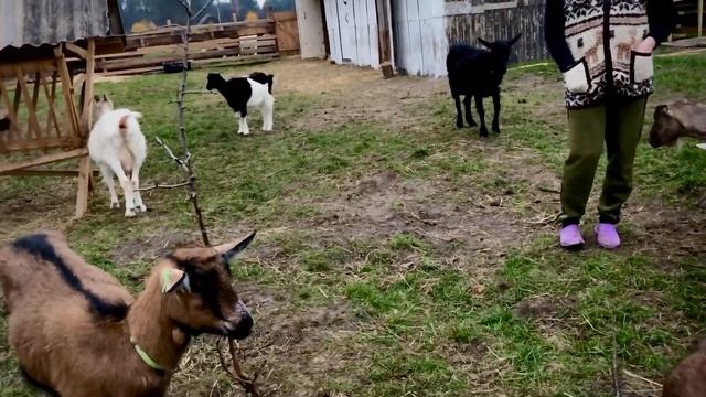 Поющий фермер Артем Семенов о взаимодействии со своими козами, любви и ревности, ферме как бизнесе смотреть онлайн