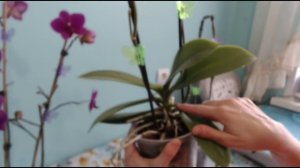 Фаленопсис (Phalaenopsis) Уход и полив