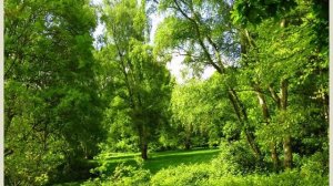 ЕСТЕСТВОЗНАНИЕ 5 КЛАСС ФОТОСИНТЕЗ ПОВТОРЕНИЕ