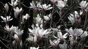 Magnolia stellata 'George Henry Kern'