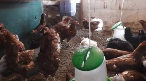 Первое яйцо у молодок Ломан-браун.