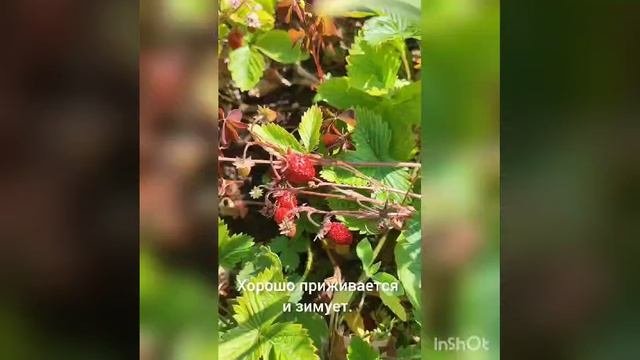 Земляника  на участке.
