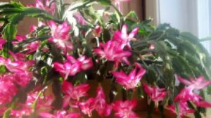 Декабрист, Шлюмбергера или Зигокактус. Особенности ухода за рождественским кактусом.