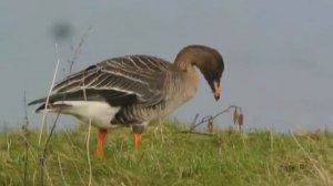 Логопедическая распевка "Гуси"