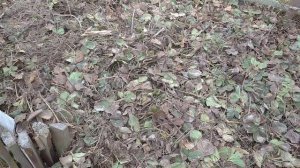 СУПЕР ОРГАНИЧЕСКАЯ ГРЯДКА??️?