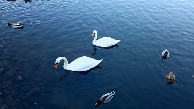 Футаж Пара Лебедей в Замедленной Съемке. Белые Лебеди в Слоу Моушен. Футажи Slow Motion Видеофутажи смотреть онлайн