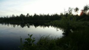 Природа Тосненского района Ленинградской области