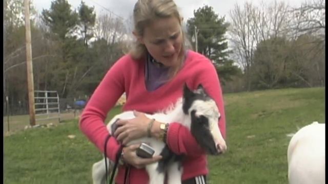 Einstein - The Smallest Horse In The World смотреть онлайн