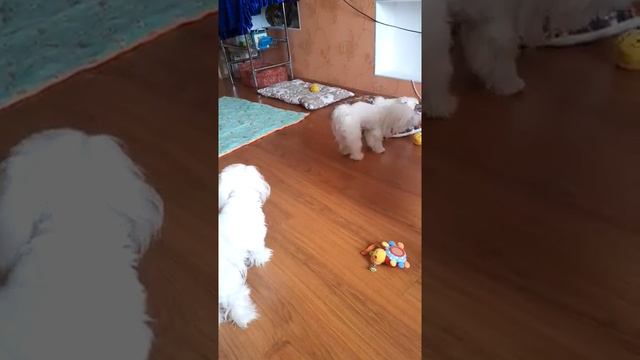 Мальтезе.Челябинск.Щенки для вас.Maltese. #maltese # Мальтийскаяболонка #мальтезе смотреть онлайн