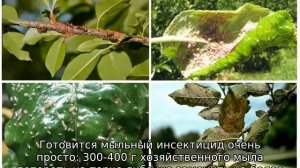 Как бороться с тлей на плодовых деревьях