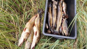 НАШЁЛ В ГАРАЖЕ БЛЕСНУ.ВЗЯЛ ЕЕ НА РЫБАЛКУ И НАЛОВИЛ ЩУК.