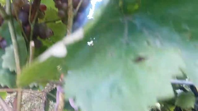 Калининградский виноград. Снегирь. смотреть онлайн