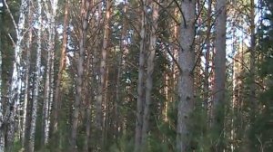 Голоса рябчиков. Эпизод 1