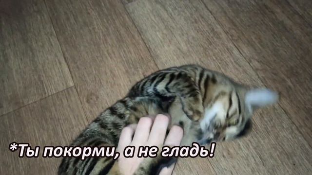 Ласковая голодная кошка/ Affectionate hungry cat смотреть онлайн