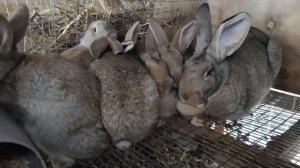 Продажа крольчата породы Серый великан
