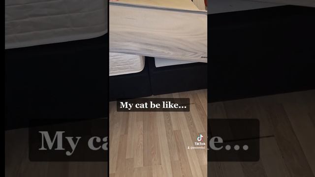 i thought she was lost..😅🤣 #funny #funnycats #fyp #fy #thuglife #cat #mainecoon #crazy #tiktok