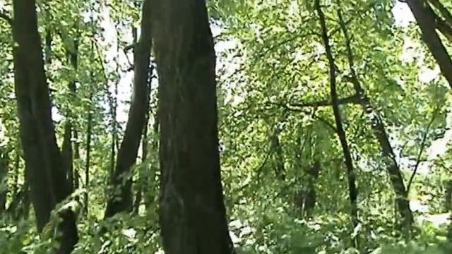 Реликтовая роща,утесы. смотреть онлайн